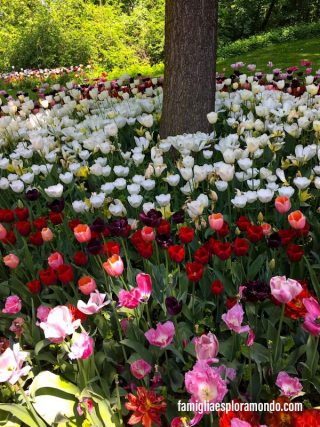 Tulipani colorati al castello di pralormo