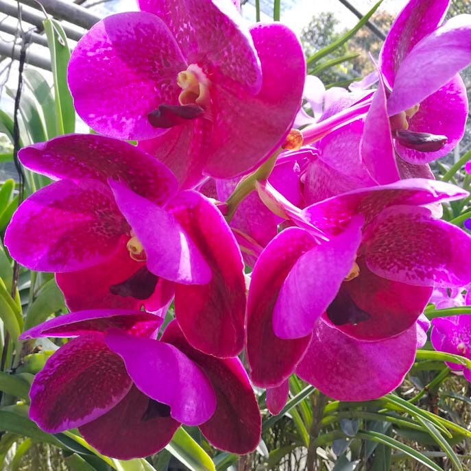 Orchidee thailandesi