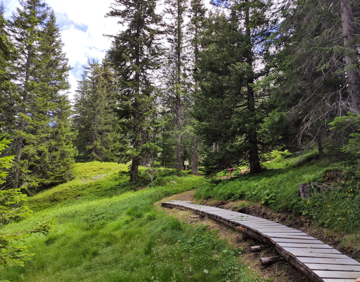 Sentiero didattico Diversità Forestale a San Bernardino in Svizzera, percorso tematico